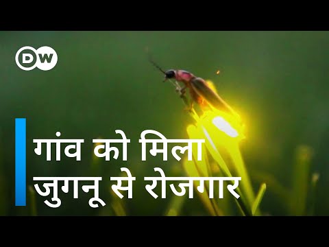 भारत का ये गांव जुगनुओं को बचा रहा है [Biodiversity: Protecting fireflies in Maharashtra]