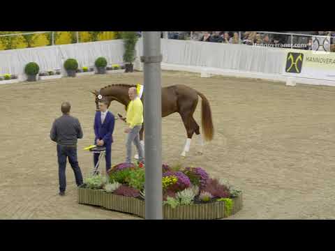 Hannoveraner Hengstkörung 2018 - Sensation in Verden
