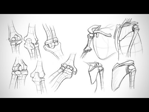 解剖学評論 - 関節の種類 (Anatomy Critiques - Types of Joints)