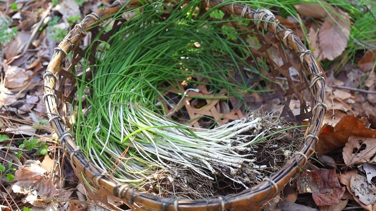 ノビル 食べ方 見分け方 採り方・収穫方法 下ごしらえ方法【野草】｜Coriscooking