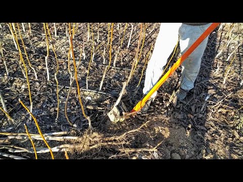 CEVİZ FİDANI VE DİĞER MEYVE FİDANLARININ PRATİK SÖKÜMÜ