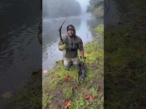 How to Bonk and Bleed a fish