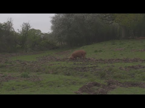 NFTS x Knepp | Rooting For a Change