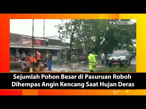 Sejumlah Pohon Besar di Pasuruan Roboh Dihempas Angin Kencang Saat Hujan Deras