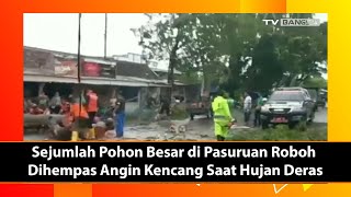 Sejumlah Pohon Besar di Pasuruan Roboh Dihempas Angin Kencang Saat Hujan Deras