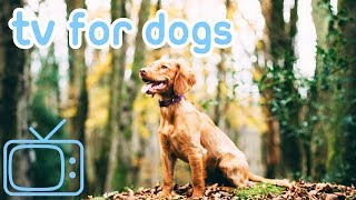NEWTVforDogswithRelaxingMusic2019!Helped10MillionDogs!