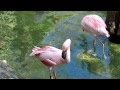 Disney Animal Kingdom Lesser Flamingos 2
