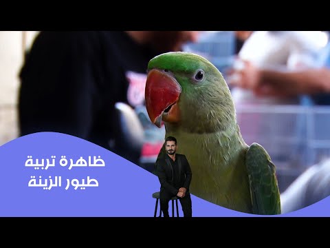 فيديو | ‏‏‏‏‏‏تربية طيور الزينة .. ظاهرة عصرية عند الكثير من العوائل للحفاظ عليها