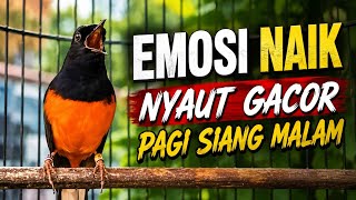 Download lagu Pancingan Murai Batu Paling Ampuh! Emosi Naik, Langsung Nyaut Gacor Pagi Siang Malam mp3