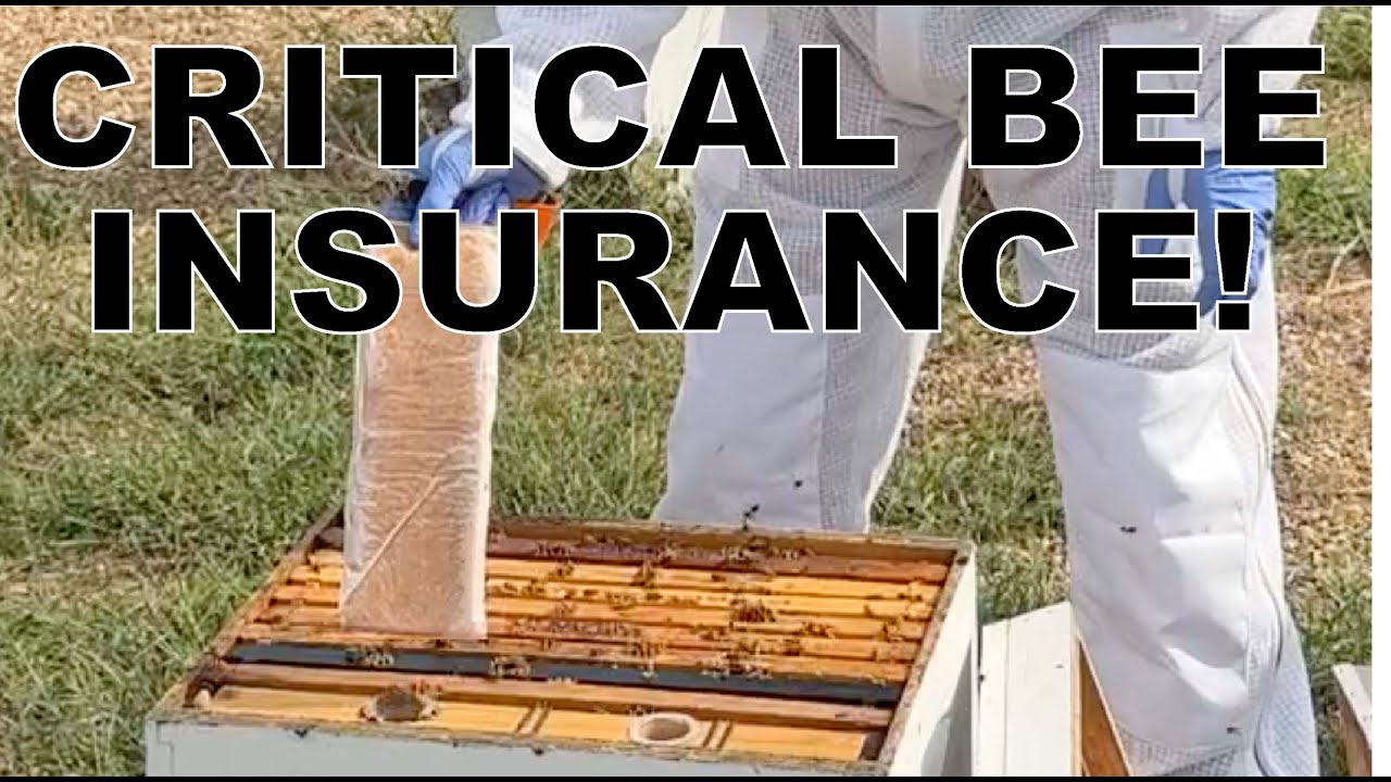 BEEKEEPING: How, Why & When to Feed Pollen Patties