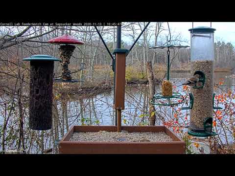 Smaller Feeder Visitors Take Over Cornell Feeders – Nov. 13, 2020