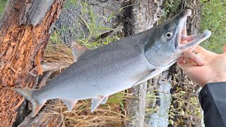 2022年夏: アラスカ紅鮭釣り