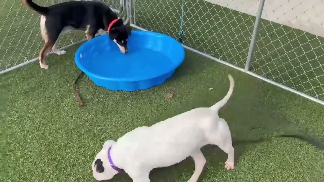 Enlarge Kili, a Adoptable mixed breed in Hartsville, SC video 6/6