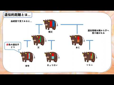 遺伝的適応 – ダイバーに起こりやすい