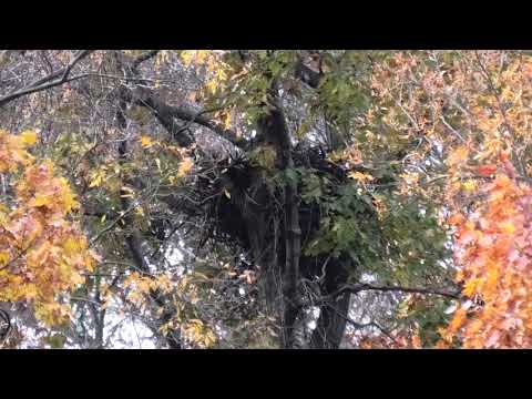 Hays Nest - Hays Eagles - A New Nest in the Oaks - Fall  Reveal - 11-10-2018