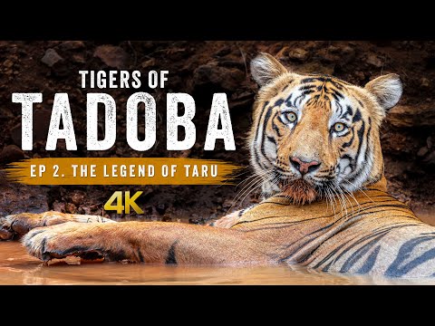 Wildlife Photography in Tadoba National Park | TIGERS OF TADOBA Ep 2 - The Legend Of Taru