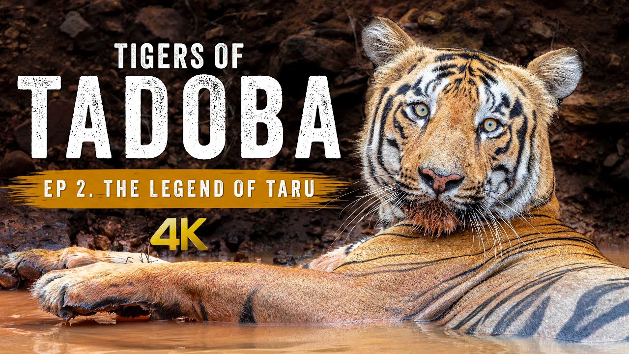 Wildlife Photography in Tadoba National Park | TIGERS OF TADOBA Ep 2 - The Legend Of Taru