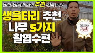 생울타리 추천 나무 5가지 - 활엽수편 / 남천 / 레드로빈홍가시 / 동백나무 / 회양목,철쭉