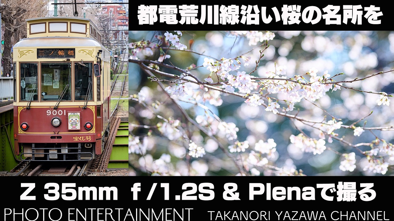 #1050【機材紹介】都電荒川線沿いの桜の名所をNikon Z 35mm f/1.2SとZ135mm f/1.8S Plenaで撮ってみた