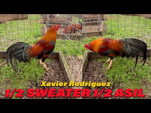 1/2 Sweater 1/2 Asil Xavier Rodriguez Chilango's Farm Tennessee USA - Beautiful Birds
