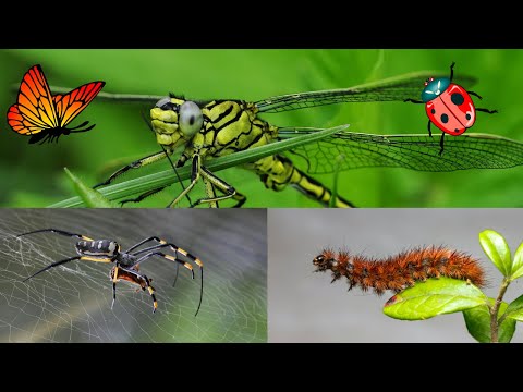 All About Insects for Children: Bees, Butterflies, Ladybugs, Ants and Flies Kids ! Let's Sing along