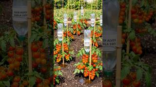 Stop Watering Your Tomatoes Every Day — This DIY Garden System Does It for You 🍅💧