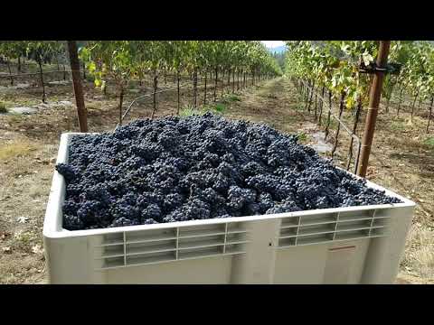 Coventina Vineyard | Award Winning Vineyard For Sale | MOPG x LandLeader