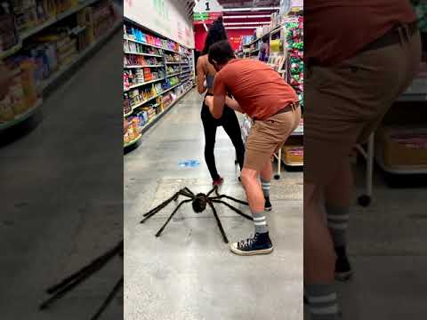 Giant spider prank gone wrong
