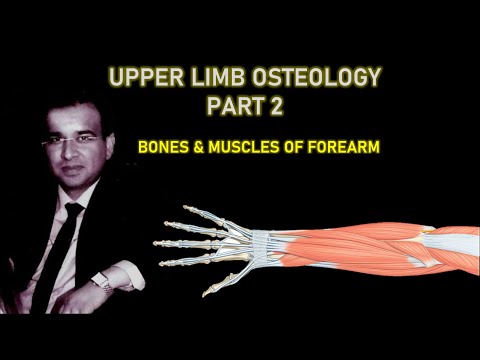 UPPER LIMB OSTEOLOGY PART II: FOREARM- BONES AND MUSCLES