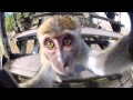 Видео селфи делает обезьяна! 