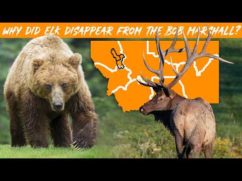 Elk at HISTORIC LOWS, but WHY? Bob Marshall Wilderness of Montana