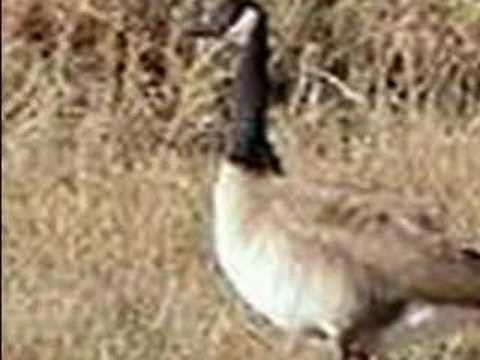 Ken Colyer - Skiffle Group - Grey Goose