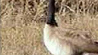 Ken Colyer - Skiffle Group - Grey Goose