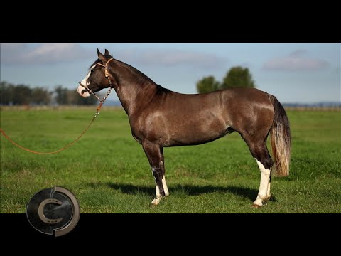 Stable information: Tamer talks about the production of Fichero do Capão Redondo.