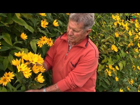 10.10.2017 - Kleine, goldgelbe Sensation auf dem Zollberg in Esslingen