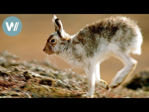 Schneehasen in Schottland | Tiere vor der Kamera (2002) | Folge 38/57