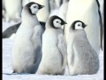 Забавные пингвины Антарктики В Антарктиде льдины Про пингвинов 