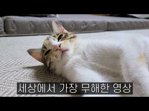 고양이 무서워하는 분은 꼭 보세요