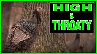 These are the BEST YELPS from a REAL LIVE HEN