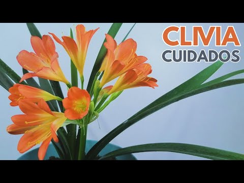 , title : 'clivia cuidados CHUYITO JARDINERO'