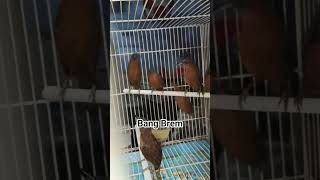 Download lagu Tepus kepala Abu Gacor mp3 Download lagu Tepus kepala Abu Gacor mp3