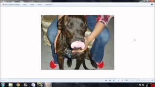 New Brindle Rottweiler / Pit Bull mix puppy