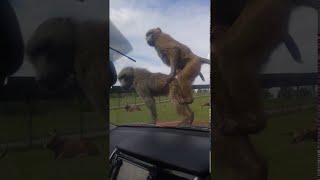 animales  sexo de monos en el auto