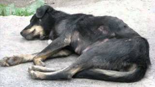 Poets of the Fall      -    Maybe Tomorrow Is A Better Day.