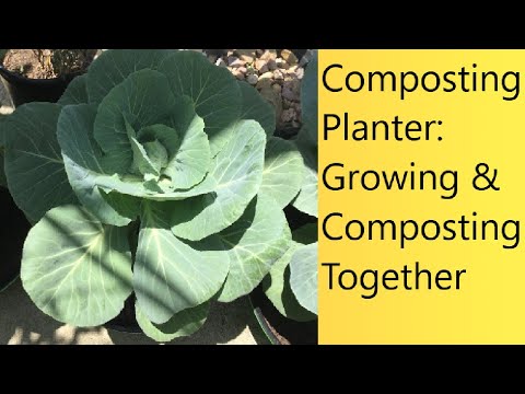 , title : '(Video 90) Composting Planter | Combined Composting & Growing Plants In Containers | New Project'