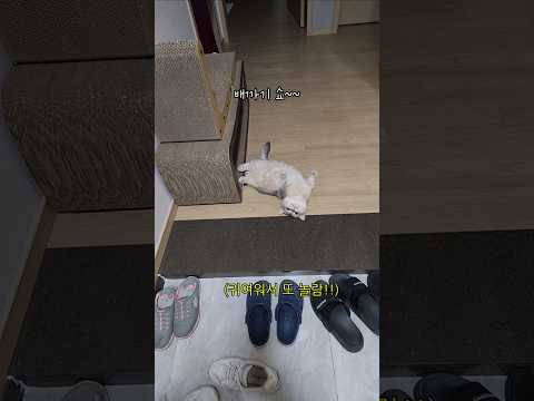 사람 놀래키는데 재주가 있는 고양이