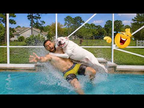 Funniest Animal Videos 2026 That Made Everyone Laugh 😂 Bets Funny Dogs Moments