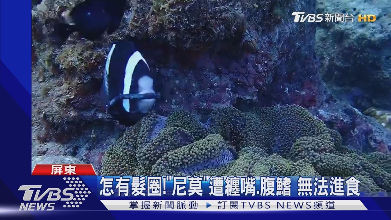 怎有髮圈!「尼莫」遭纏嘴、腹鰭 無法進食