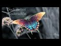SOPHIA - Schmetterling (Lyrics) [4K] | T-M Musik