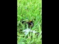 Birds & the Bees